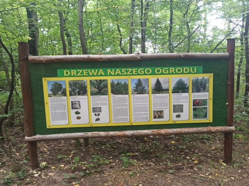 Drzewa