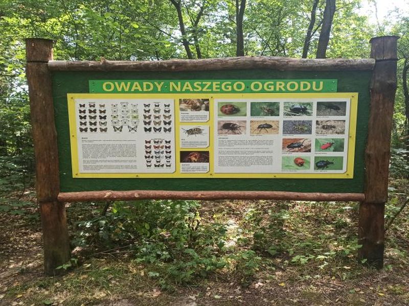 Owady
